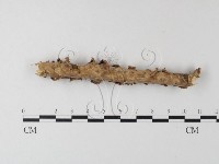 登錄號:F0023753藏品圖，第3張