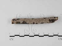 筍殼菌屬藏品圖，第1張