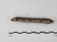 筍殼菌屬藏品圖，第3張