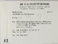 筍殼菌屬藏品圖，第2張
