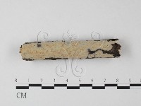 筍殼菌屬藏品圖，第1張