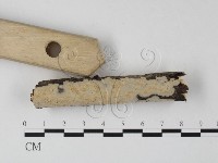筍殼菌屬藏品圖，第3張