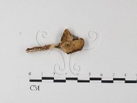 多孔菌屬藏品圖，第3張