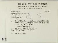 絲齒菌屬藏品圖，第2張