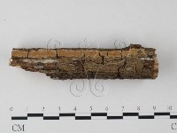 筍殼菌屬藏品圖，第1張