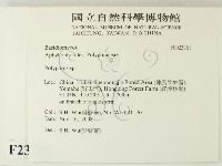 多孔菌屬藏品圖，第2張