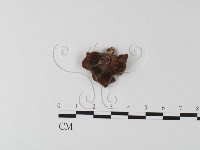 多孔菌屬藏品圖，第3張