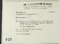 齒耳菌屬藏品圖，第2張