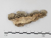 齒耳菌屬藏品圖，第3張