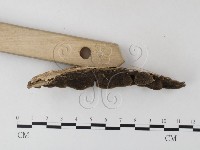 齒耳菌屬藏品圖，第4張