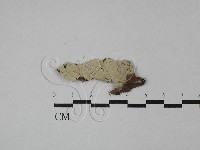 登錄號:F0023763藏品圖，第1張