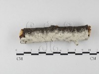 登錄號:F0023768藏品圖，第1張