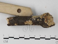 筍殼菌屬藏品圖，第3張