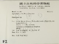 筍殼菌屬藏品圖，第2張