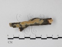 筍殼菌屬藏品圖，第3張