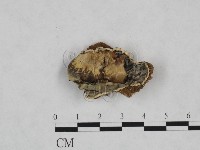 煙管菌藏品圖，第1張