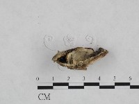 煙管菌藏品圖，第3張