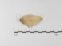 登錄號:F0023784藏品圖，第1張