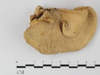 多孔菌屬藏品圖，第3張