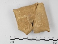 多孔菌屬藏品圖，第1張