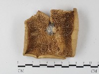 多孔菌屬藏品圖，第3張