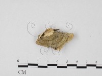 栓菌屬藏品圖，第1張