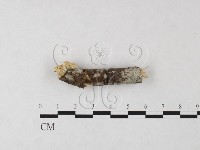 登錄號:F0023792藏品圖，第1張