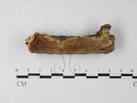 刺革菌屬藏品圖，第1張