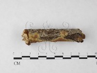 刺革菌屬藏品圖，第3張