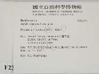 冇骨消絲齒菌藏品圖，第2張