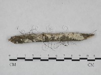 冇骨消絲齒菌藏品圖，第1張