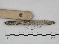 冇骨消絲齒菌藏品圖，第3張