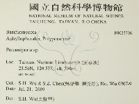 多年臥孔菌屬藏品圖，第2張