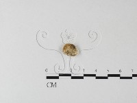 多年臥孔菌屬藏品圖，第3張