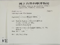冇骨消絲齒菌藏品圖，第2張