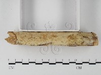 顯絲菌屬藏品圖，第3張