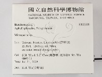 小孔菌屬藏品圖，第2張