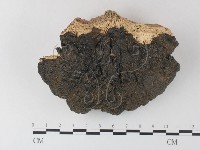 登錄號:F0023802藏品圖，第1張