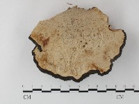 登錄號:F0023802藏品圖，第3張