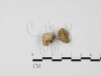 革菌屬藏品圖，第1張