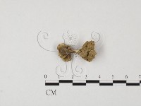 革菌屬藏品圖，第3張