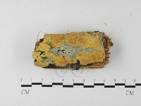 射脈菌屬藏品圖，第1張