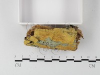 射脈菌屬藏品圖，第3張