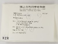 顯絲菌屬藏品圖，第2張