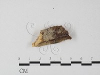 顯絲菌屬藏品圖，第1張