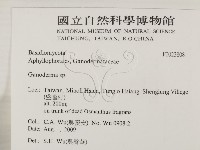 靈芝屬藏品圖，第2張