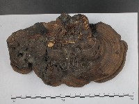 靈芝屬藏品圖，第3張