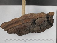靈芝屬藏品圖，第4張