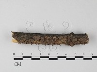 筍殼菌屬藏品圖，第1張