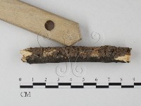 筍殼菌屬藏品圖，第3張